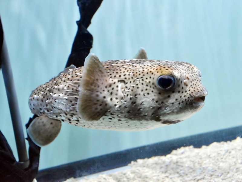 千葉日報 Twitterren 鴨川市 の 鴨川シーワールド で 来年の干支 子 ねずみ にちなんだ海の生き物を紹介する特別展が開催中 ハリセンボンの仲間である ネズミフグ と ナマコ の仲間を展示 来年1 31まで観賞できるそうです 詳細 T Co Wvpw9vrvsd