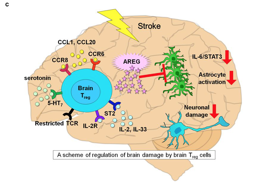 McHeyzer-Williams (@mmw_lmw) on Twitter photo #Brain_Regulatory_T_Cells | Accumulation of Tregs in Brain after Stroke potentiates Neurological Recovery | Akihiko Yoshimura <a href="/Keio_Univ/">Keio University</a> @nature buff.ly/2WubZbz | #2019_Jan_ReCap #Brain_Regulatory_T_Cells | Accumulation of Tregs in Brain after Stroke potentiates Neurological Recovery | Akihiko Yoshimura <a href="/Keio_Univ/">Keio University</a> @nature buff.ly/2WubZbz | #2019_Jan_ReCap