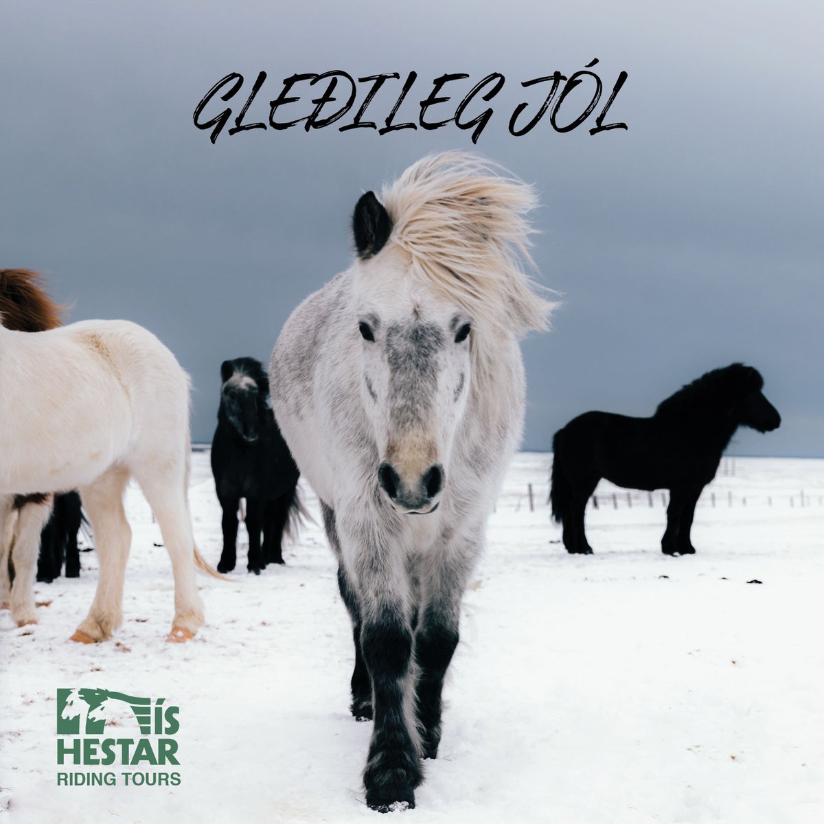 We at Íshestar Riding Tours wish you a very Merry Christmas🎄

#ishestarriding #christmas #horsesoficeland