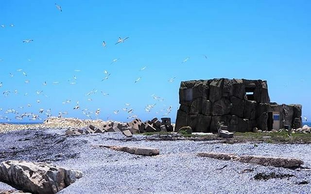 WestCoastWaySA's tweet photo. Bird Island Nature Reserve is located in Lambert’s Bay on the West Coast Way #WildRoute.
Apart from thousands and thousands of Cape Gannets, and Cape cormorants, other seabirds also breed and roost here.
For more info on the town call their friendly To… https://t.co/8IjfdGBpQP https://t.co/ggMBivdRhZ