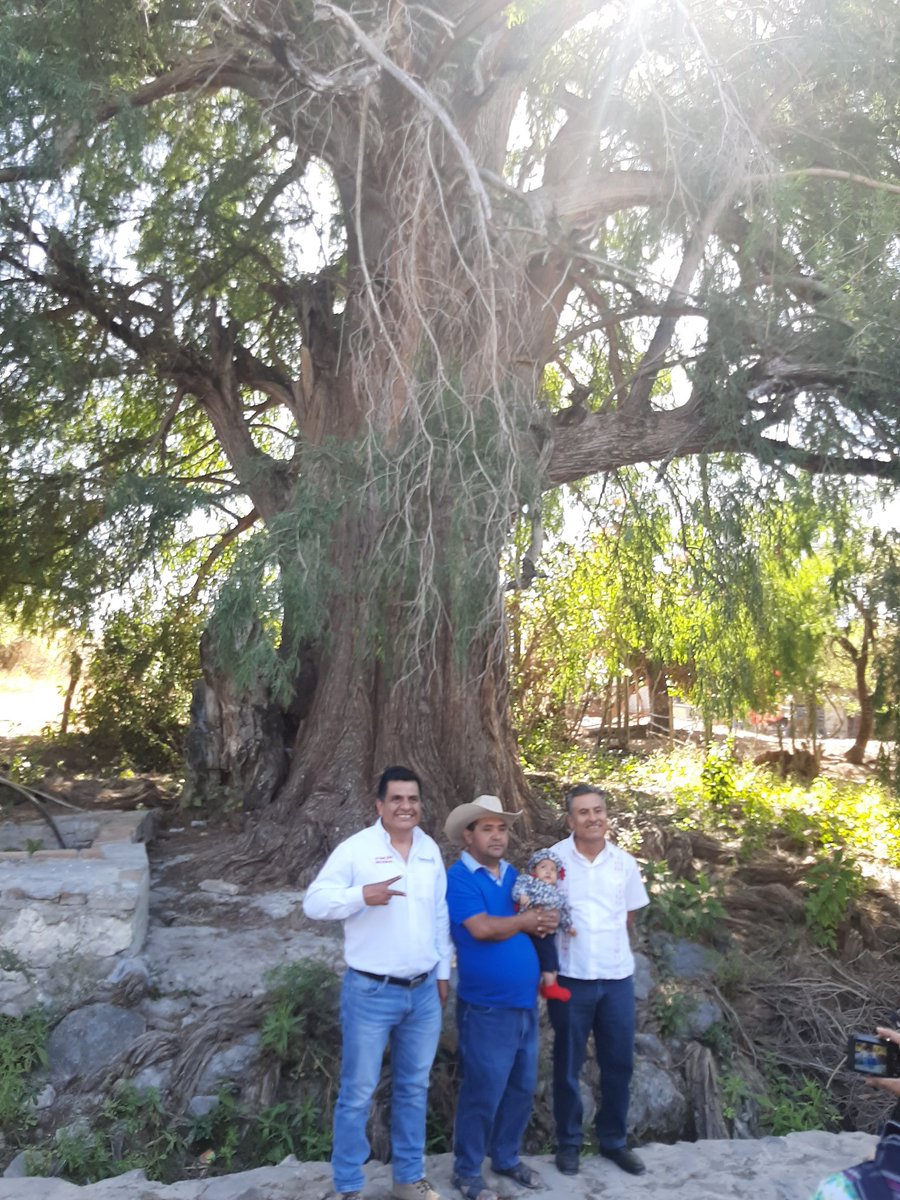rioax74's tweet photo. Asiste @chucholox delegado regional #Ejutla-#SoladeVega en representación del @GobOax @alejandromurat a la inauguración de apertura de la red eléctrica a cargo del edil de San Martín de los #Cansecos Guadalupe Gonzalo Pérez Santiago. https://t.co/wwEeXuMYm6