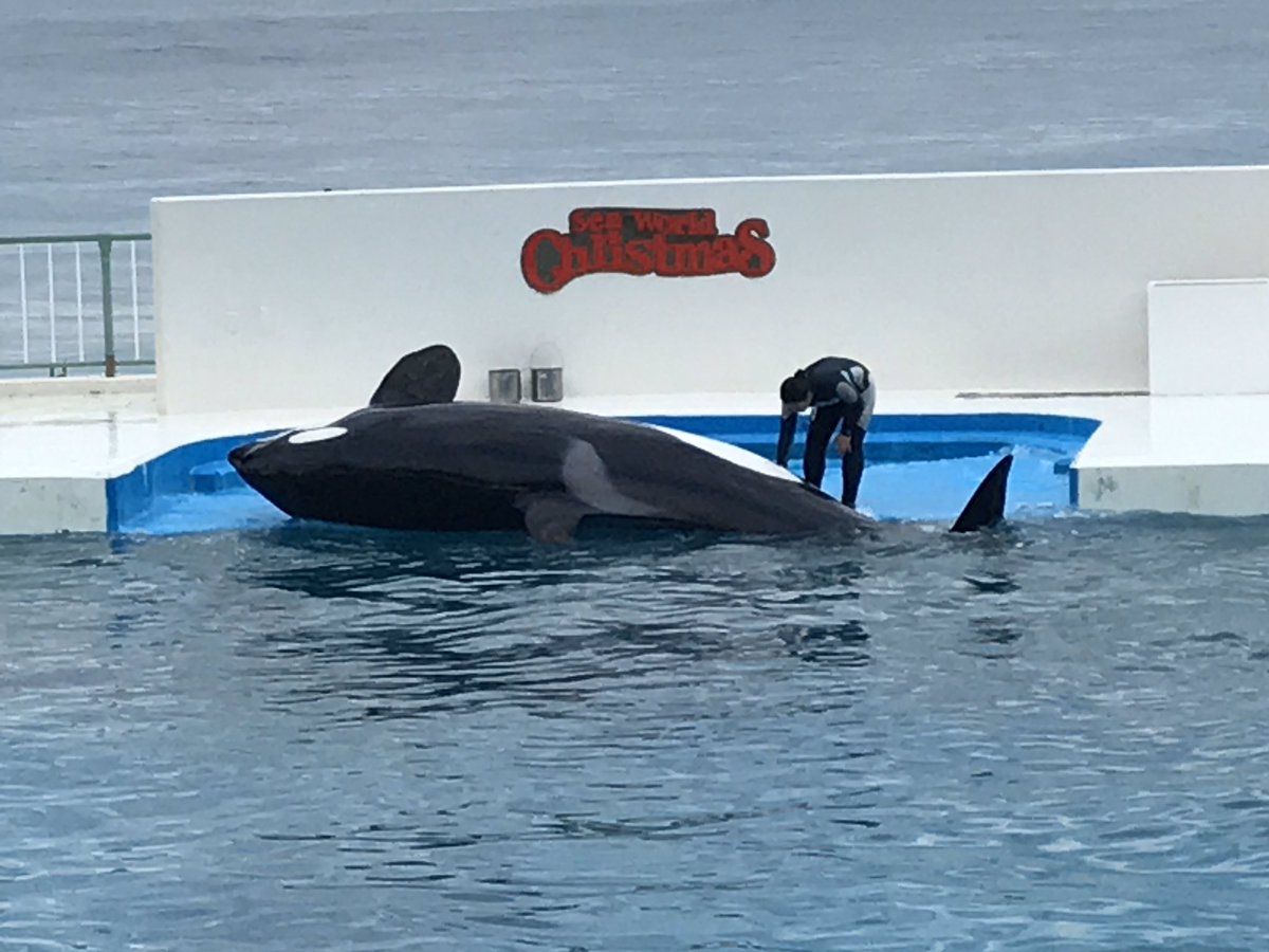 Cyberiguana No Twitter Q イルカやシャチもクリ勃起しますか A シャチは親指2個分 イルカは１個分ぐらいです 丁度良い 大きさですね