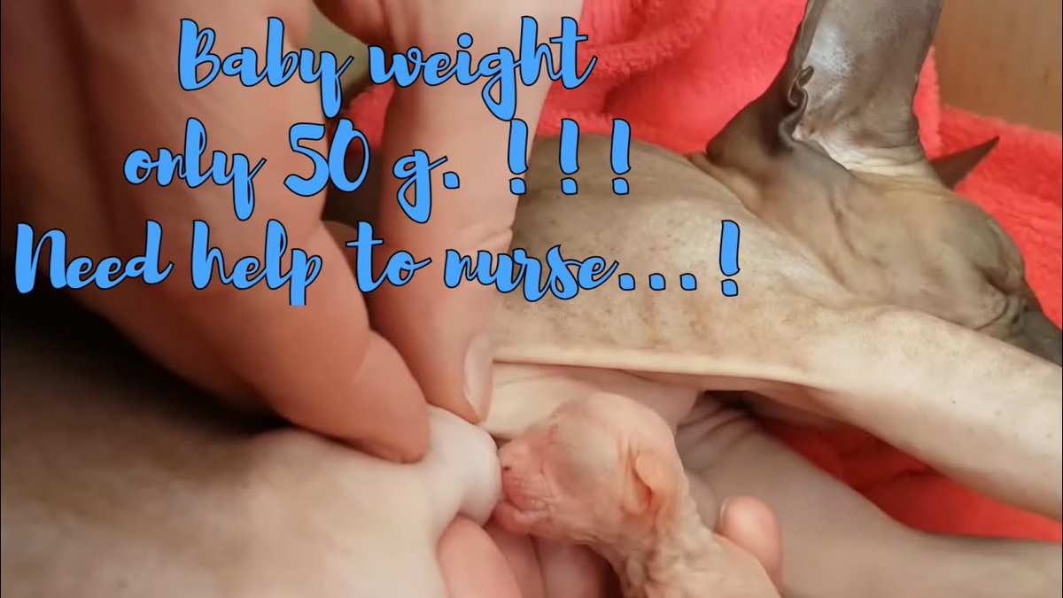 MeowMoeDotCom's tweet photo. Cute newborn little #Sphynx kitten #Nursing so ...
#Cats #Cat #Kittens #Kitten #Kitty #Pets #Pet #Meow #Moe #CuteCats #CuteCat #CuteKittens #CuteKitten #MeowMoe
#BeautifulAnimals #BeautifulCat #BestAnimalsMoments #BestCatsVideo
https://t.co/Rfb34PgYYc
. https://t.co/JaDxlKsX9w