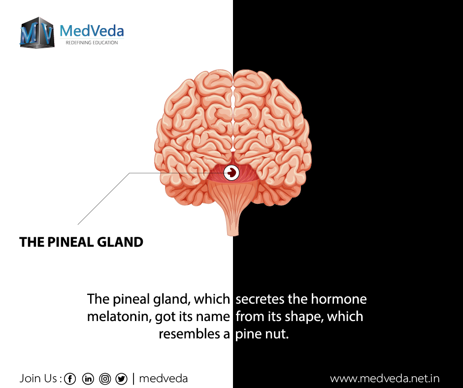 The pineal gland, which secretes the hormone melatonin, got its name from its shape, which resembles a pine nut.
#brain #humanbody #completeanatomy #3Dmodels #med #3D #medtech #anatomy #anatomic #education #educators #students #AR #VR #cloudcomputing #animation #Medicaleducation