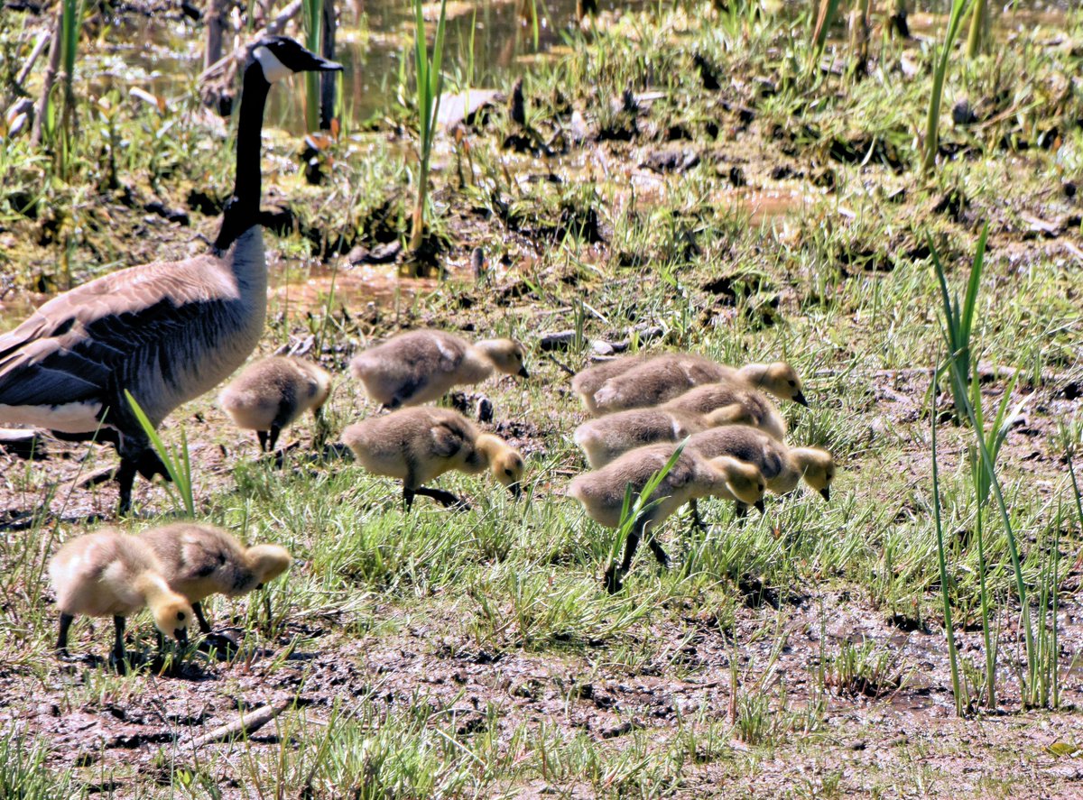 We're all just walking each other home. Ram Dass
April 6, 1931- December 22, 2019