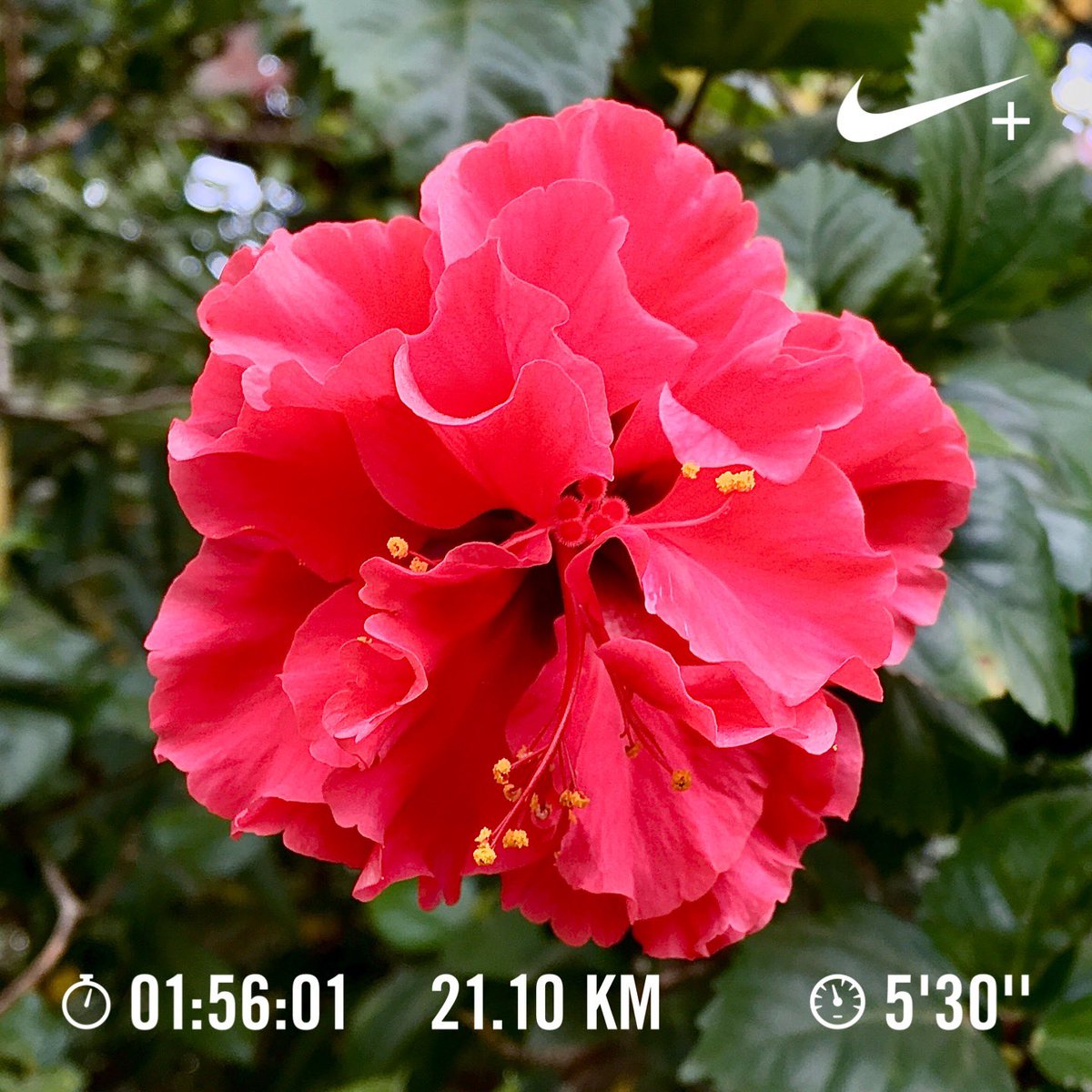 Nithin's tweet image. 6:48 AM: A sub 2 hour half marathon at an average HR of 140 BPM. Never thought I’d see this day. Beautiful chill weather. Hydration only once at 11 km

#Runners350 #HRbasedrun #sub2 #halfmarathon #180method #nikeplus #nikerunning #pegasusturbo2 #werun2019 #werunkalaburagi #nature