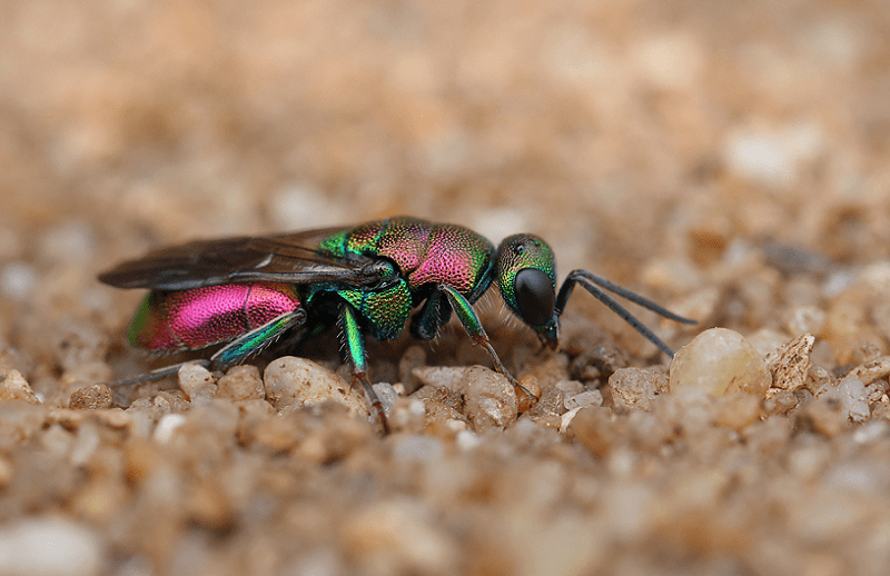MyHaploidHeart's tweet photo. @FishGuyKai #TeamInsect the cuckoo wasp! (Images via google) https://t.co/vPULyBEe9u