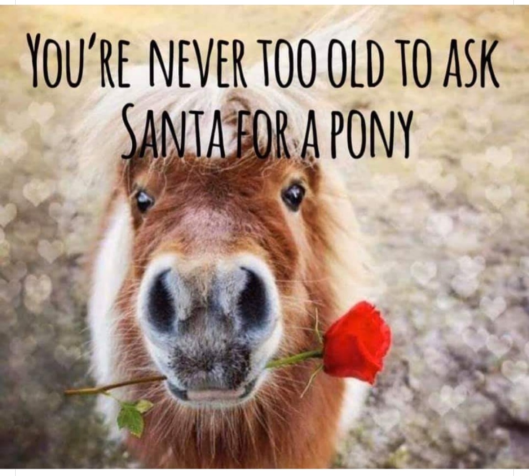 Merry Christmas to all of our customers and friends and we hope that Santa Claus is generous to you and your loved ones (especially if they have four legs) x
#darraghequestrian #merrychristmas