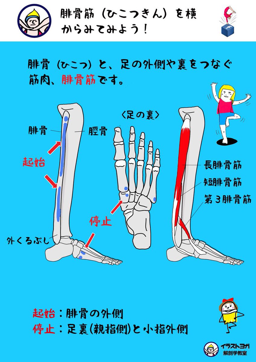 ট ইট র 世界一ゆる い解剖学 イラスト リアル解剖学教室 腓骨筋 ひこつきん 腓骨と 足の外側や裏をつなぐ筋肉 腓骨筋です 起始 腓骨の外側 停止 足裏 親指側 と小指外側 公式サイト記事 T Co 48y2n40eli 解剖学 解剖学講座 イラスト