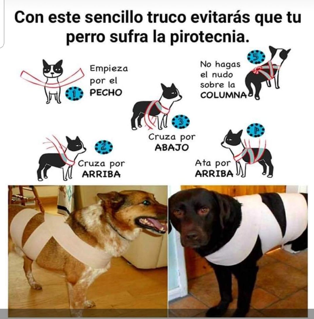 RUNM_OFICIAL's tweet photo. #24DSINPOLVORA
#Mascotas
#runm https://t.co/q9cJQyOXNr