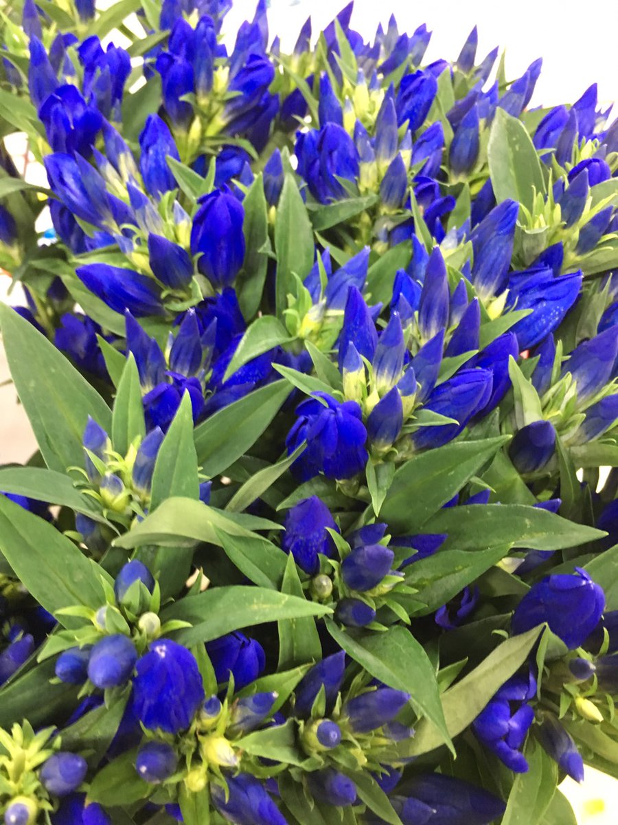 minekitemine's tweet photo. 7月5日

山口県花き推進大会と山口県花卉園芸組合連合総会がありました。

西京の初夏、涼風、夏空の3品種を東京の市場に出荷しました。
花の開花具合、丈を揃えることが重要になります。 https://t.co/ss0u9sNsIt