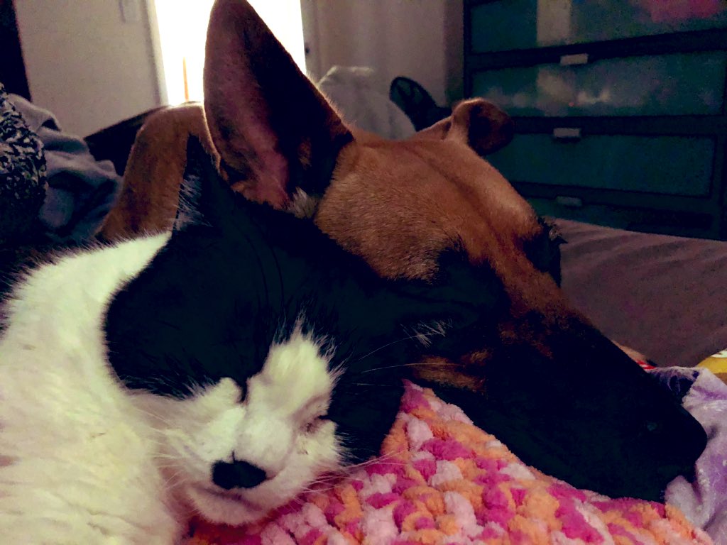 TuxedoOrey's tweet photo. Mommies sick so we’re keeping her company. 🐾 pet powered healings for her. https://t.co/gJN2dspdPA