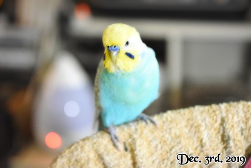 GraceKate923's tweet photo. I'm so HAPPY to spend at Christmas time again with my Love-Bird PALE ! and next year spend together again, too.

今年も愛鳥ぺーちゃんとクリスマスタイムが幸せ♡来年も！

#セキセイインコ #レインボー #インコ #オウム #クリスマス #Christmas #Eve https://t.co/UrkBTaOMVp