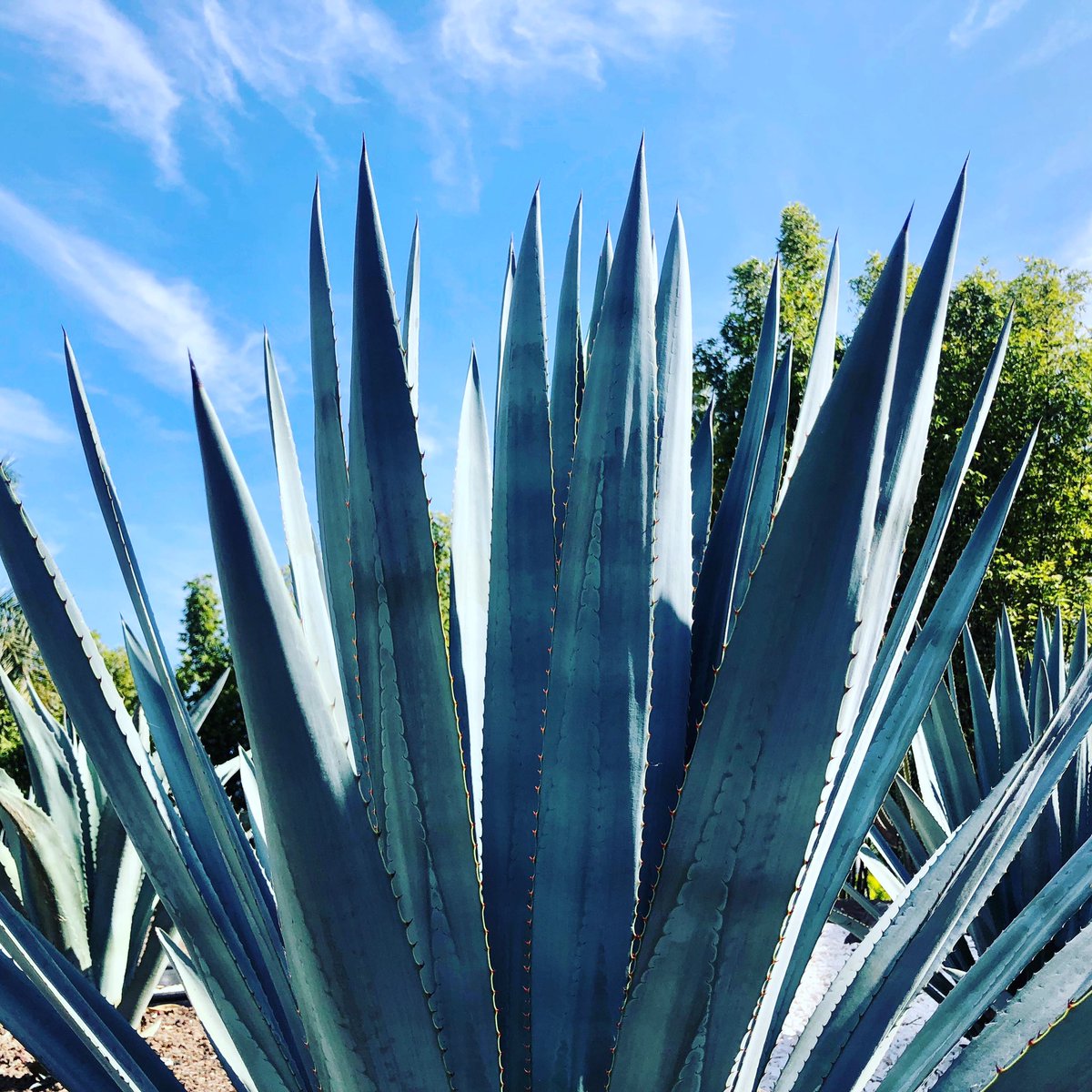 Quieres tener tu propia marca de #tequila ?Nosotros te acompañamos durante todo el proceso, con mas de 10 años de experiencia en el sector y sobre todo la pasión, el respeto y el cariño por esta hermosa bebida. Queremos ayudarte a cumplir tu sueño: Hola@placeresmex.com #placeres