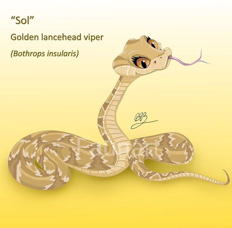 faunart's tweet photo. “Sol” comes representing all the golden lance head  vipers of the #conservation #team and she is the one with the most attitude. Think of sol and help us raise #awareness to #biodiversity on Twitter #illustration #sciart #scicomm #drawing #snakes https://t.co/tijLzjq6aX
