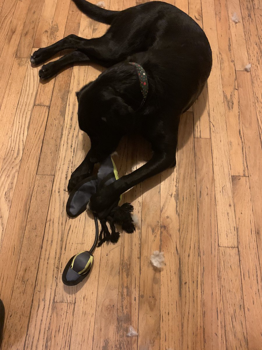 guidaproblems's tweet photo. @NerfPet this toy was purchased at @Target TODAY and it took my puppy less than an hour to completely destroy it.. too expensive and not durable whatsoever #ripoff https://t.co/mL6xhmRdbC