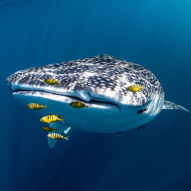 Have you ever wanted to meet the largest fish on Earth 🐳? Get planning your trip to #CoralBay and make a splash 💦🐠 in the aquatic wonderland for a meet and greet with the #WhaleShark's from March 2020. IG/alexkyddphoto on tour with IG/coralbayeco.  #thisisWA