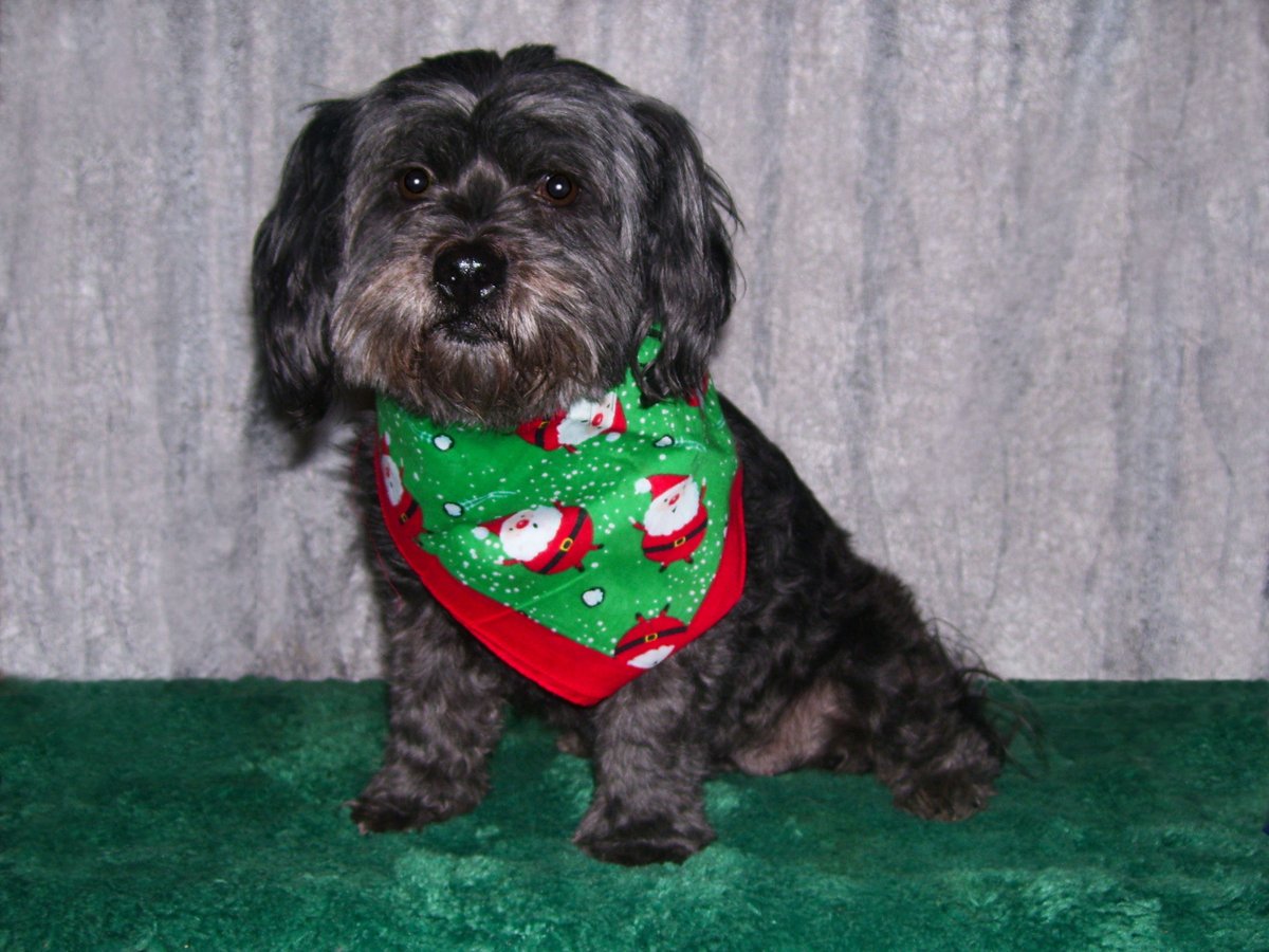 BobKatLittleCub's tweet photo. Lizzy May - What Christmas wishes do you pups and kits have? π₯©π¦΄πππ
#Dogs #DogsOfTwitter #DogsOfIntstagram #LittleCubCats https://t.co/SA8M2FZeV9