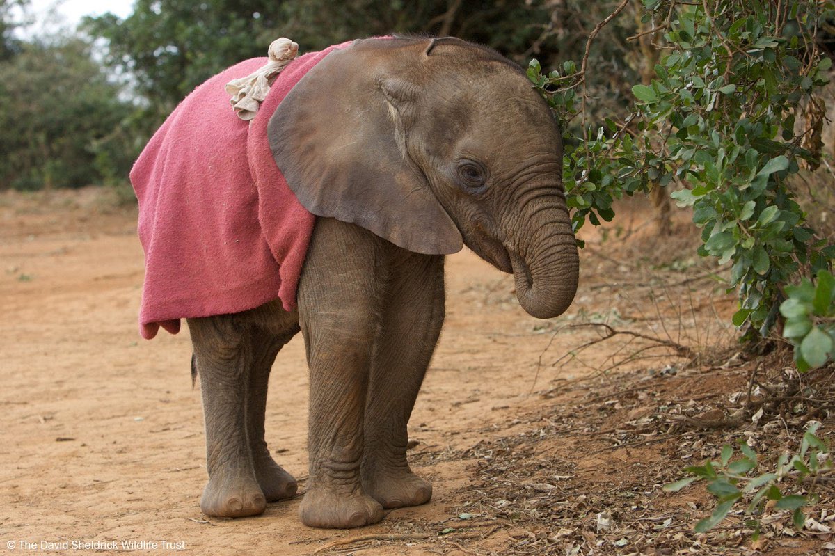 9. That big 14-year-old girl (weighing thousands of pounds) in tweet #7 who is panicked over losing the baby she was babysitting...here she is when she first arrived at the nursery when she was just a few months old! Support  @SheldrickTrust:  http://bit.ly/2ETkWDz 