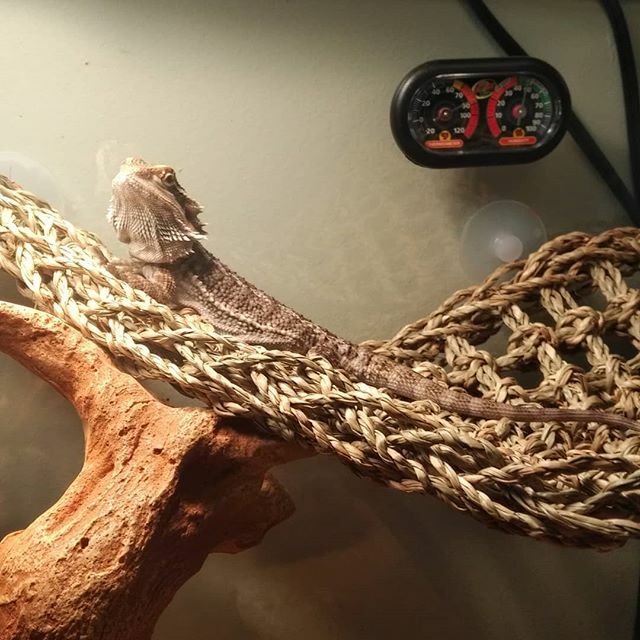 16Brett's tweet photo. Tyrone seems to enjoy his newest addition, but really, who doesn't enjoy a hammock!! #BearedDragon #Beard #beardiesofinstagram #Hammock #pre-chistmasGift #KidsMustWait https://t.co/HOii2DFLtb https://t.co/5Msu4M5Q5i