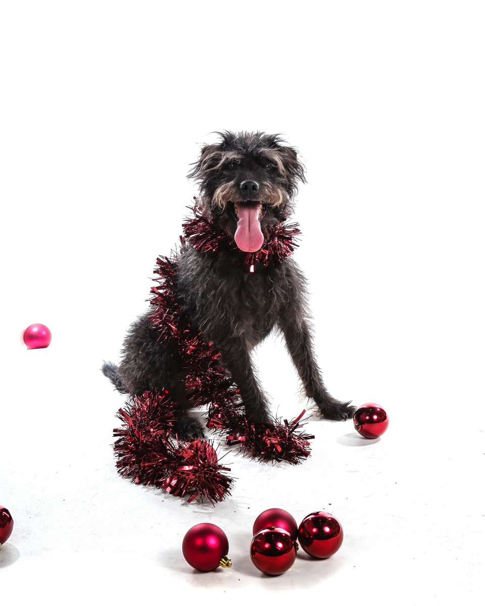 Happy dog with tinsel