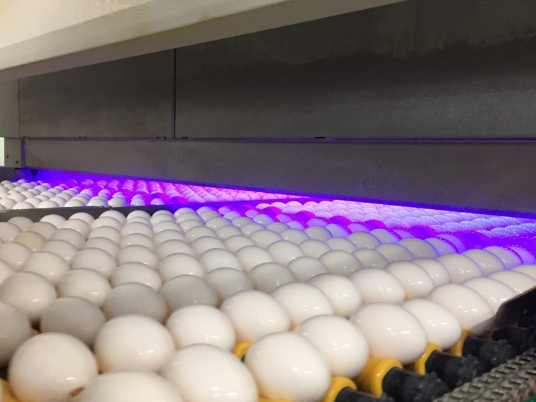 VincentGuyonnet's tweet image. #Artificialvision detect and remove any defective #egg.  This technology removes the potential for human #errors &amp;amp; allows to operate at very high speeds, up to 70 eggs per second - too fast for the human eye.  Another benefit of #Artificialintelligence #人工视觉  #人工智能 #鸡蛋