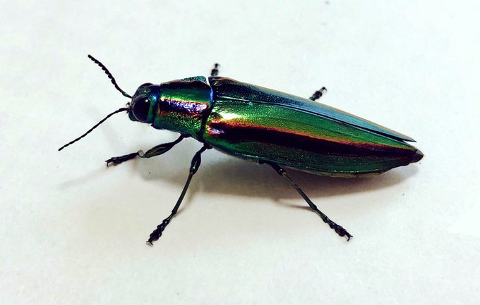 ニジイロクワガタのtwitterイラスト検索結果 古い順