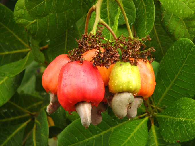 Los anacardos salen de un árbol que produce estos frutos. Constan de:1. pseudofruto parecido a una manzana (comestible)2. nuez->apéndice con la semilla que conocemos. Tiene cáscara con aceites tóxicos->se tuesta para separarla->anacardo es seguro y saludable #gominolasdepeseta