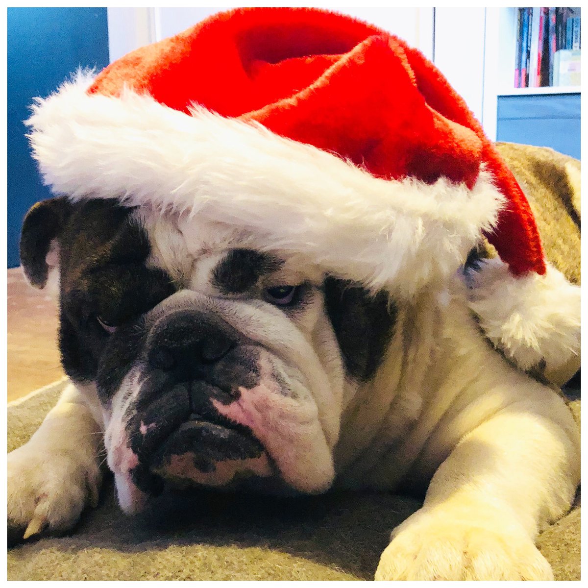 Merry #christmas all bullies Friends!
Many wishes and Love! 🎄
🐶
#bulldog #bulldoganglais #bulldoglove #bully #bullies #bulldoglife #bulldoglifestyle #bulldogdays #bulldogslife #bulldogsofinstagram #bulldogoftheday #bullieslife #bulliesofinstagram #instabullies