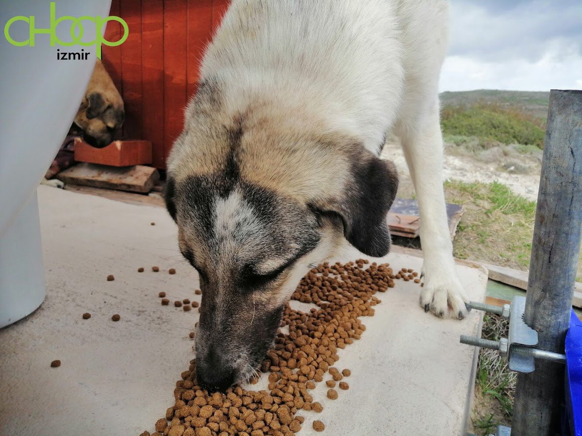 ahbapege's tweet image. Besleme etkinliğimiz kapsamında bu seferki rotamız Çeşme Alaçatı oldu. Sokak ahbaplarının yaptığı  sevgi gösterileri arasında hem onların mutluluklarını paylaştık hem de onlara yalnız olmadıklarını hissettirdik. 🐶 💚 😊 @haluklevent  @ahbapplatformu @ahbap_cevre