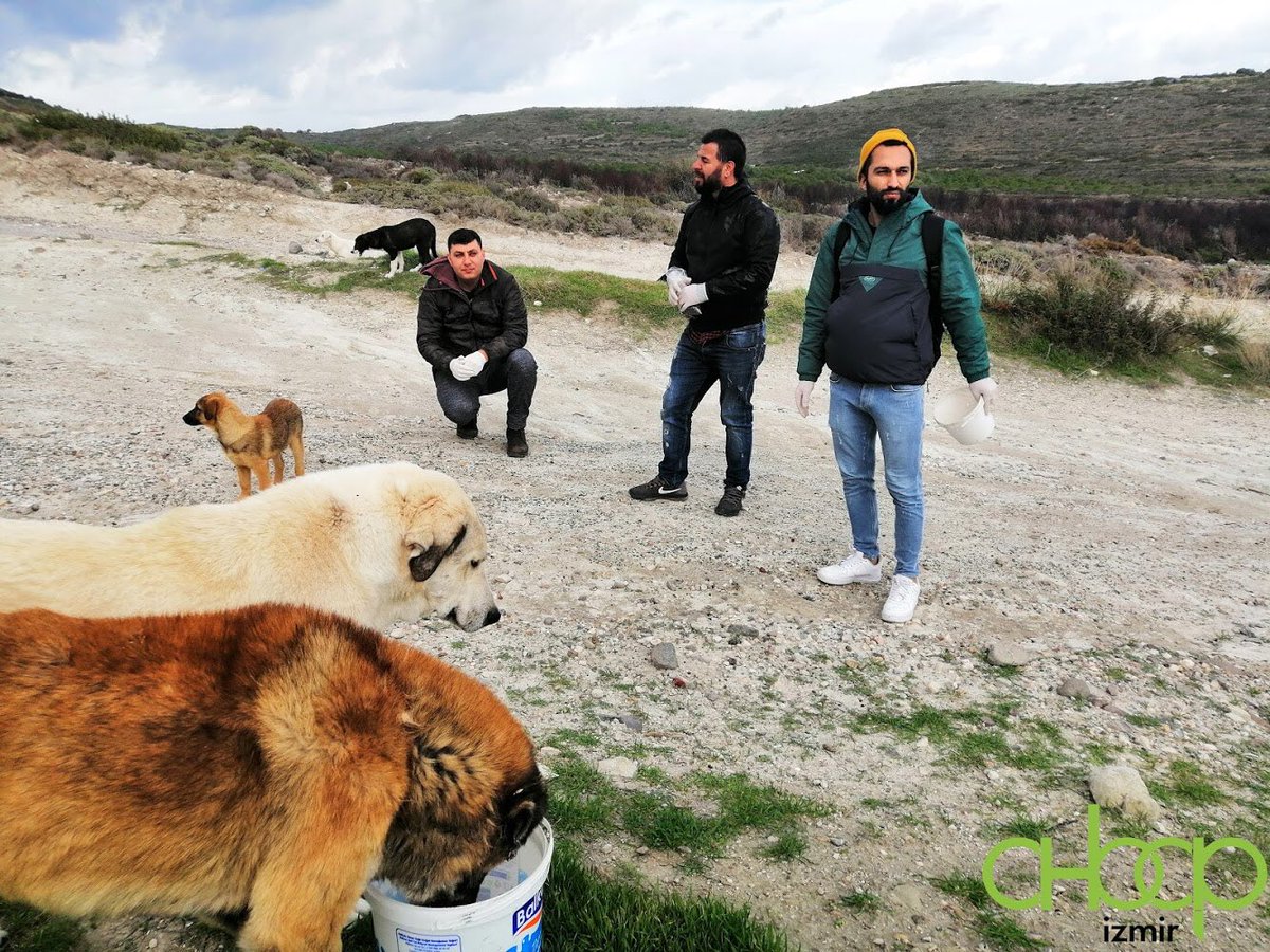 ahbapege's tweet image. Besleme etkinliğimiz kapsamında bu seferki rotamız Çeşme Alaçatı oldu. Sokak ahbaplarının yaptığı  sevgi gösterileri arasında hem onların mutluluklarını paylaştık hem de onlara yalnız olmadıklarını hissettirdik. 🐶 💚 😊 @haluklevent  @ahbapplatformu @ahbap_cevre