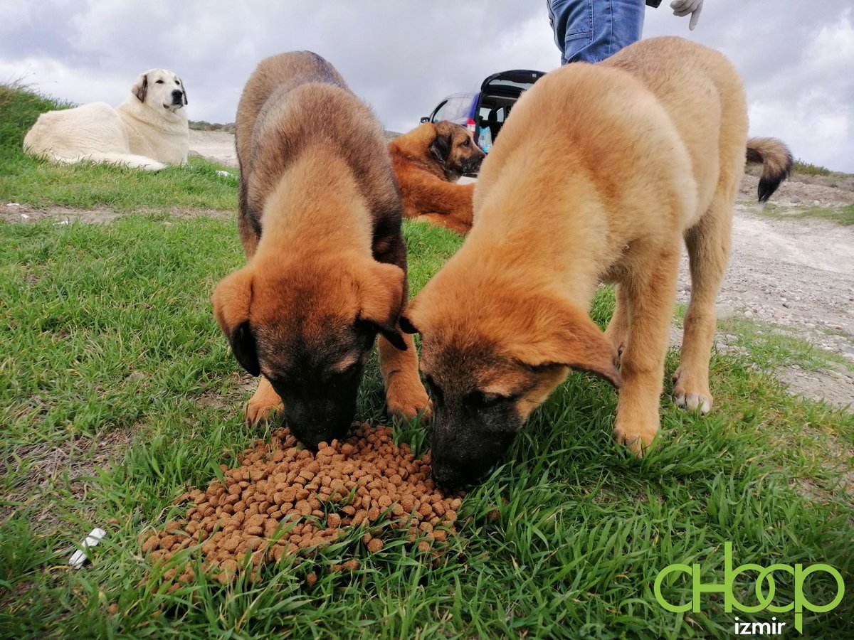 ahbapege's tweet image. Besleme etkinliğimiz kapsamında bu seferki rotamız Çeşme Alaçatı oldu. Sokak ahbaplarının yaptığı  sevgi gösterileri arasında hem onların mutluluklarını paylaştık hem de onlara yalnız olmadıklarını hissettirdik. 🐶 💚 😊 @haluklevent  @ahbapplatformu @ahbap_cevre