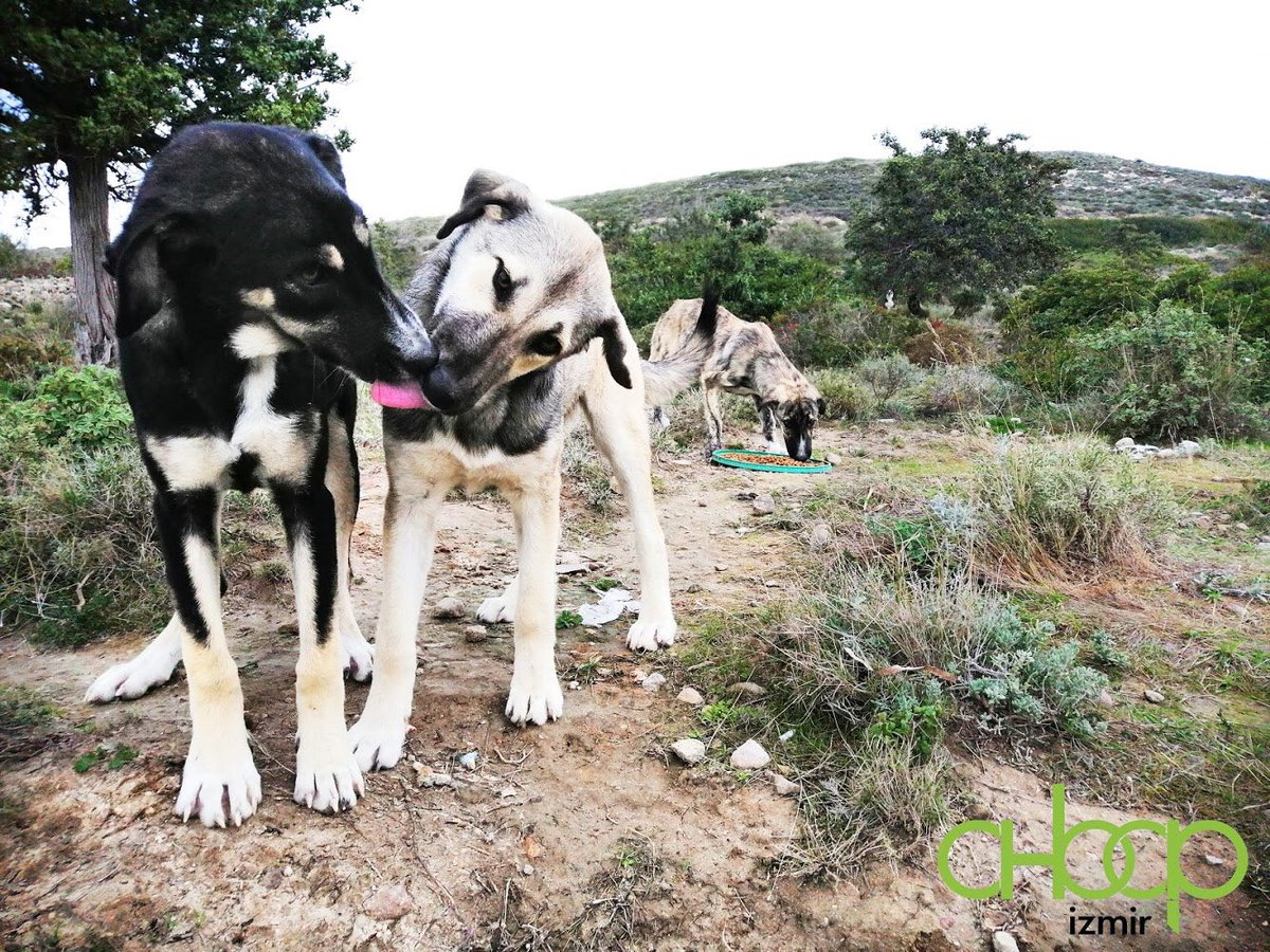 ahbapege's tweet image. Besleme etkinliğimiz kapsamında bu seferki rotamız Çeşme Alaçatı oldu. Sokak ahbaplarının yaptığı  sevgi gösterileri arasında hem onların mutluluklarını paylaştık hem de onlara yalnız olmadıklarını hissettirdik. 🐶 💚 😊 @haluklevent  @ahbapplatformu @ahbap_cevre