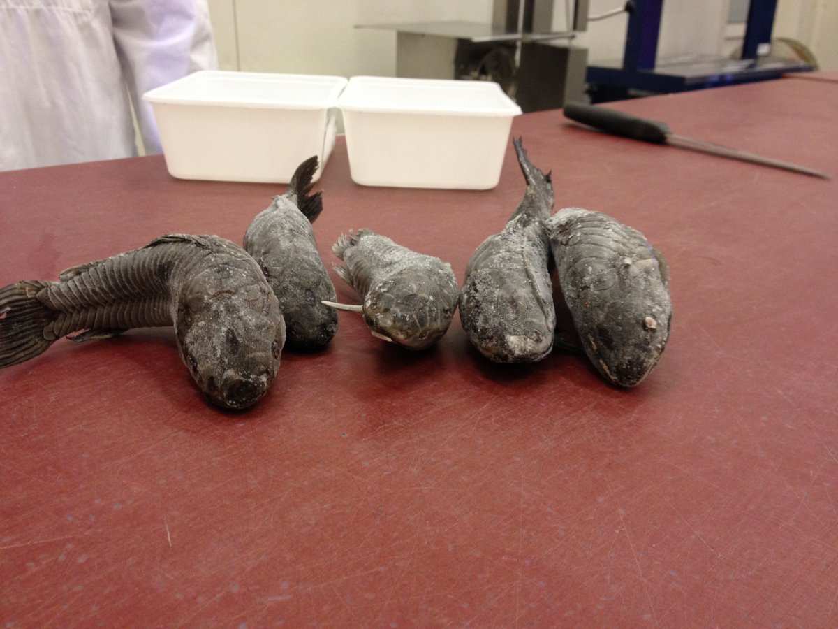 NVWA_Import's tweet photo. #importkeuring kwie kwie (Hoplosternum littorale ) bevroren. Bevroren #vis wordt in water ontdooid en dan beoordeeld met dezelfde parameters als vers vis rekening houdend met de veranderingen van de weefsels tijdens het invriezen. Verordening 103/76/EG https://t.co/gnGfMQaAIa