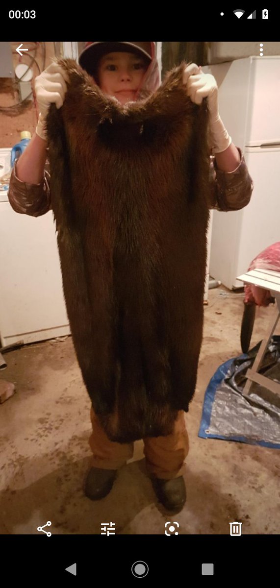 KnowlsWesley's tweet image. Bever traping