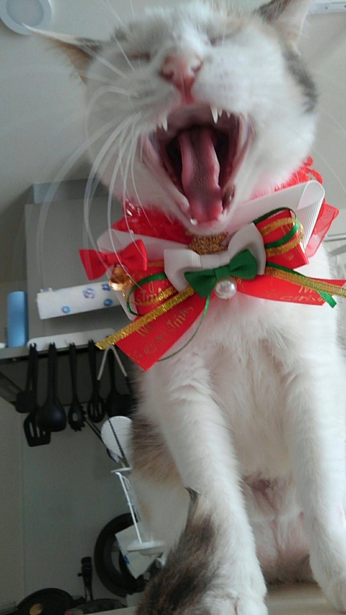 府中ウィリアムどうぶつ病院 クリスマスイブなのでなつめさんに装着してみました