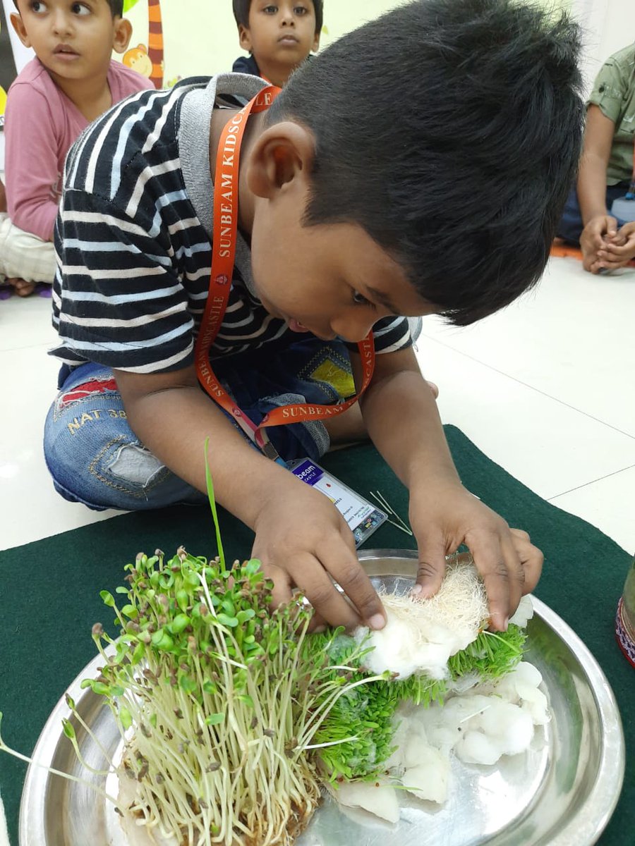 sunbeam_schools's tweet image. #Sunbeam #Kidscastle #Seed #science Growing Ragi and fenugreek seed heads and letters.We had fun with an easy indoor growing project and learned lots of fun facts about nature and seed science along the way.