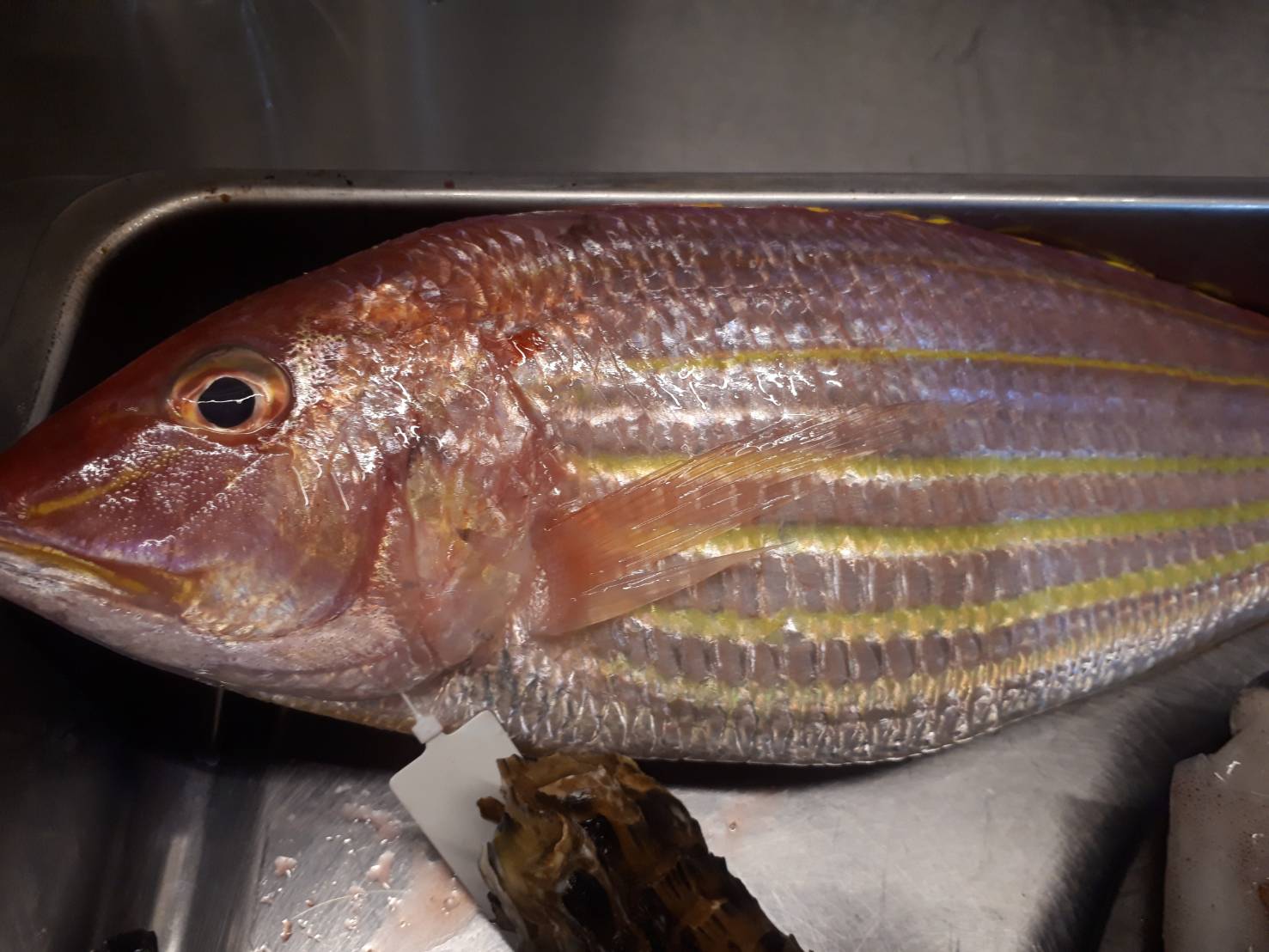 Taverna Tukka 穴子のアヒージョ 本日のおすすめ 穴子 がブリッブリ 鮮魚のカルパッチョ は イトヨリ 牡蠣 は 赤崎産 生牡蠣 か グラタン で ヒイカ は アヒージョ に 穴子のアヒージョ イタリア料理 スペイン料理 南欧料理 地中海料理 Taverna Tukka 穴子のアヒージョ 本日のおすすめ 穴子 がブリッブリ 鮮魚のカルパッチョ は イトヨリ 牡蠣 は 赤崎産 生牡蠣 か グラタン で ヒイカ は アヒージョ に 穴子のアヒージョ イタリア料理 スペイン料理 南欧料理 地中海料理