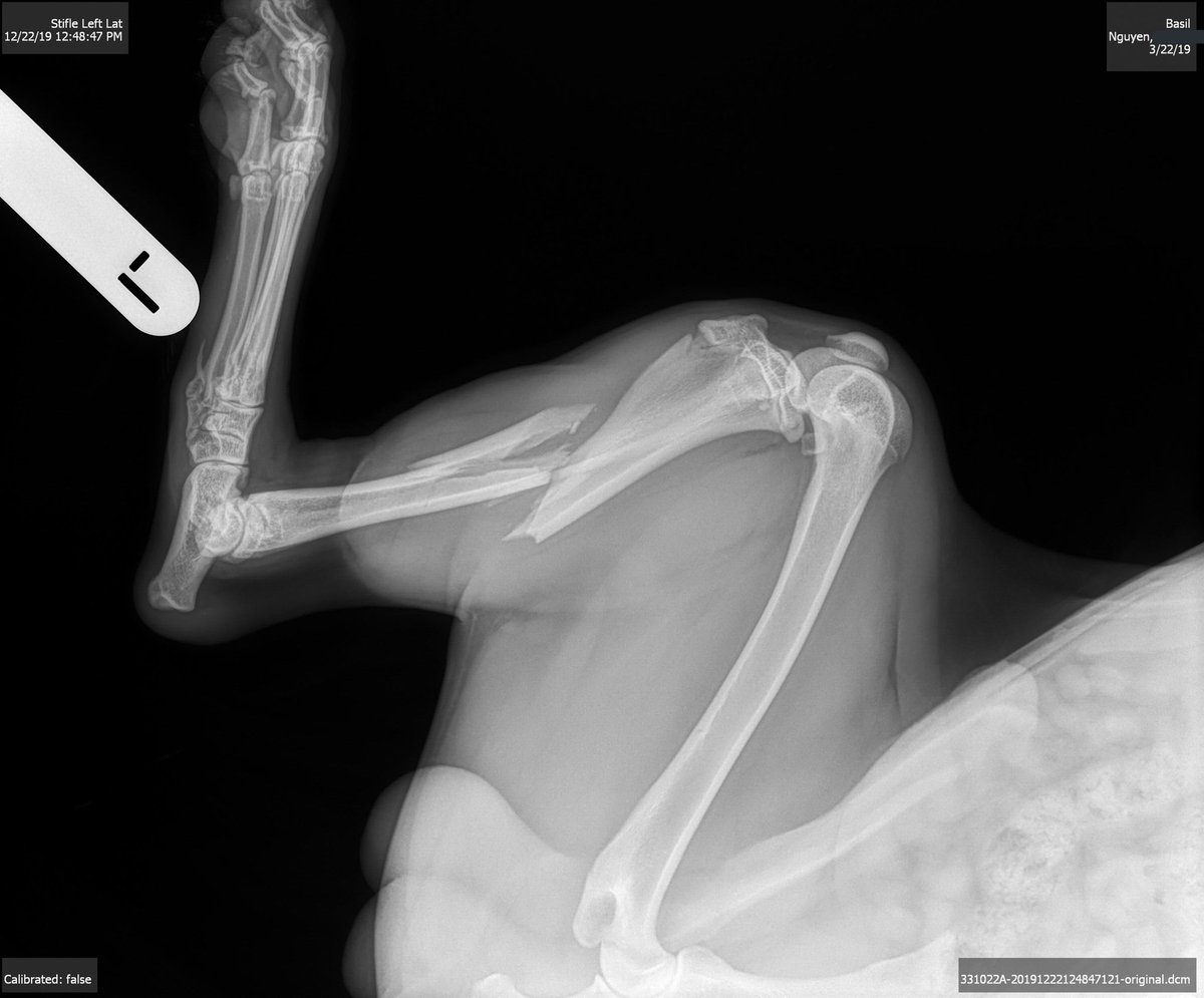 sIattern's tweet photo. if u could donate a dollar or 2 to help cover the cost of my service dog’s surgery that’d be amazing. he got hit by a car sunday morning and has to get plates (&amp; pins) in his leg. anything will help! even the lowest estimate is still a lot for me to afford. venmo + $app: annville https://t.co/P1G39jeBjd