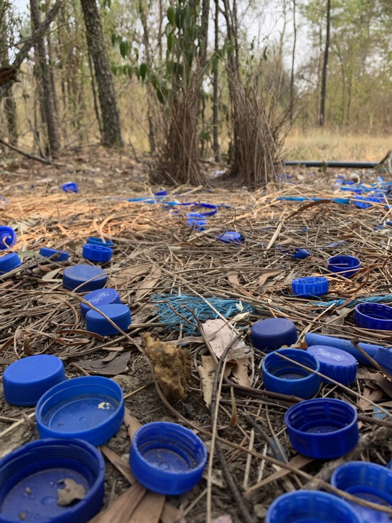 Our Ecologists recently came across this beautiful Satin Bowerbird bower during a vegetation survey in #WesternSydney #Australia the male #SatinBowerbird builds this ‘dance-floor’ and decorates it with blue objects in hope to attract a female. <a href="/BirdlifeOz/">BirdLife Australia</a> <a href="/PenrithPress/">Penrith Press</a>