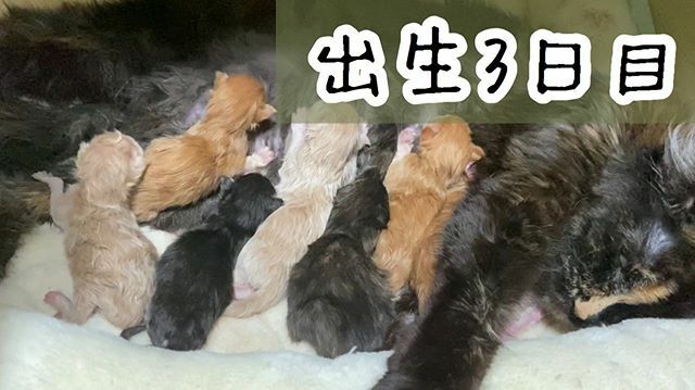 メインクーンブリーダー