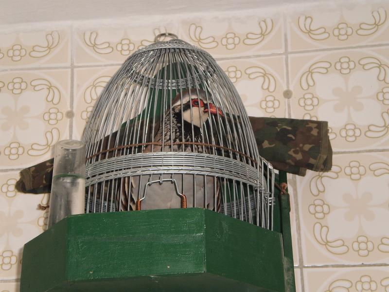 El otro día oí a un cazador de perdiz con reclamo decir que ama a las perdices, que son su vida. Voy a iniciar un pequeño hilo sobre el "amor" que estos tipejos dicen tener a las perdices utilizadas como reclamo en la caza