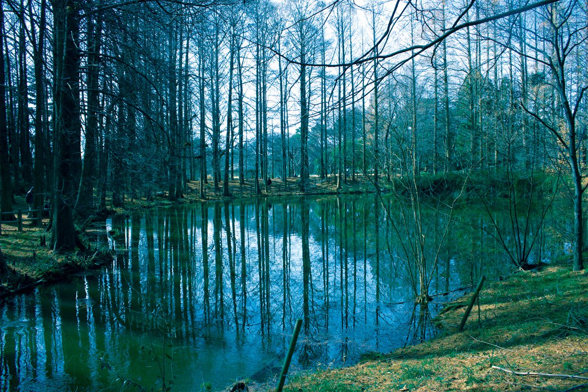 長居植物園 静寂に包まれて もの想う 花の少ない冬 確かに華やかさには欠けるかもしれませんが 冬の植物園にはこの時期にしか味わえない良さがあります それは 静寂のなかに流れる落ち着いた時間 都会の喧騒から離れて 冬の静寂に身を包んでみ