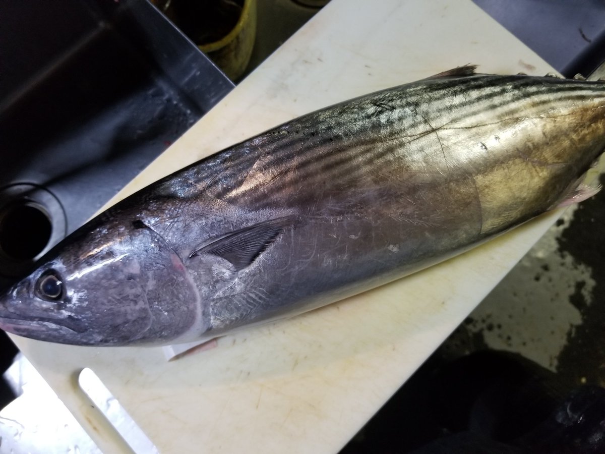 遊食家 今日は 長崎産ハガツオ 和歌山産平アジ 岡山日生産生カキ 鹿児島産ぶり などなどいきます ハガツオ ハガツオ造り ハガツオユッケ ハガツオたたき 平アジ 平アジ造り 平アジタタキ 平アジフライ 生カキ酢 生カキにぎり ぶりしゃぶ