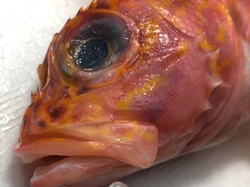 アヤメカサゴの特徴 見分け方 写真から探せる魚図鑑