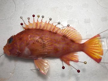 アヤメカサゴの特徴 見分け方 写真から探せる魚図鑑