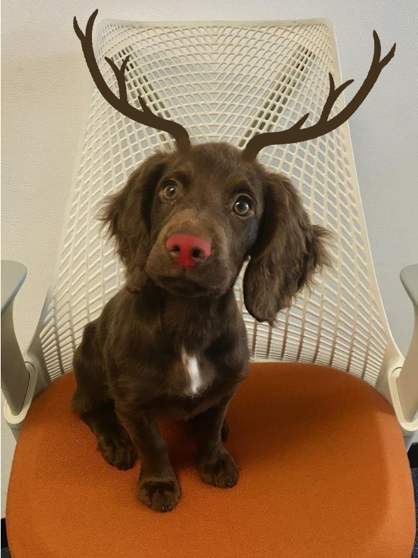 nustream_print's tweet photo. We have been very busy in the lead up to #Christmas and we've needed some help from the Nustream #Reindeer, Flo 🎄 We would like to say thank you to everyone and we wish you a Happy Christmas #Nustream #Xerox https://t.co/GPADKIlhoQ