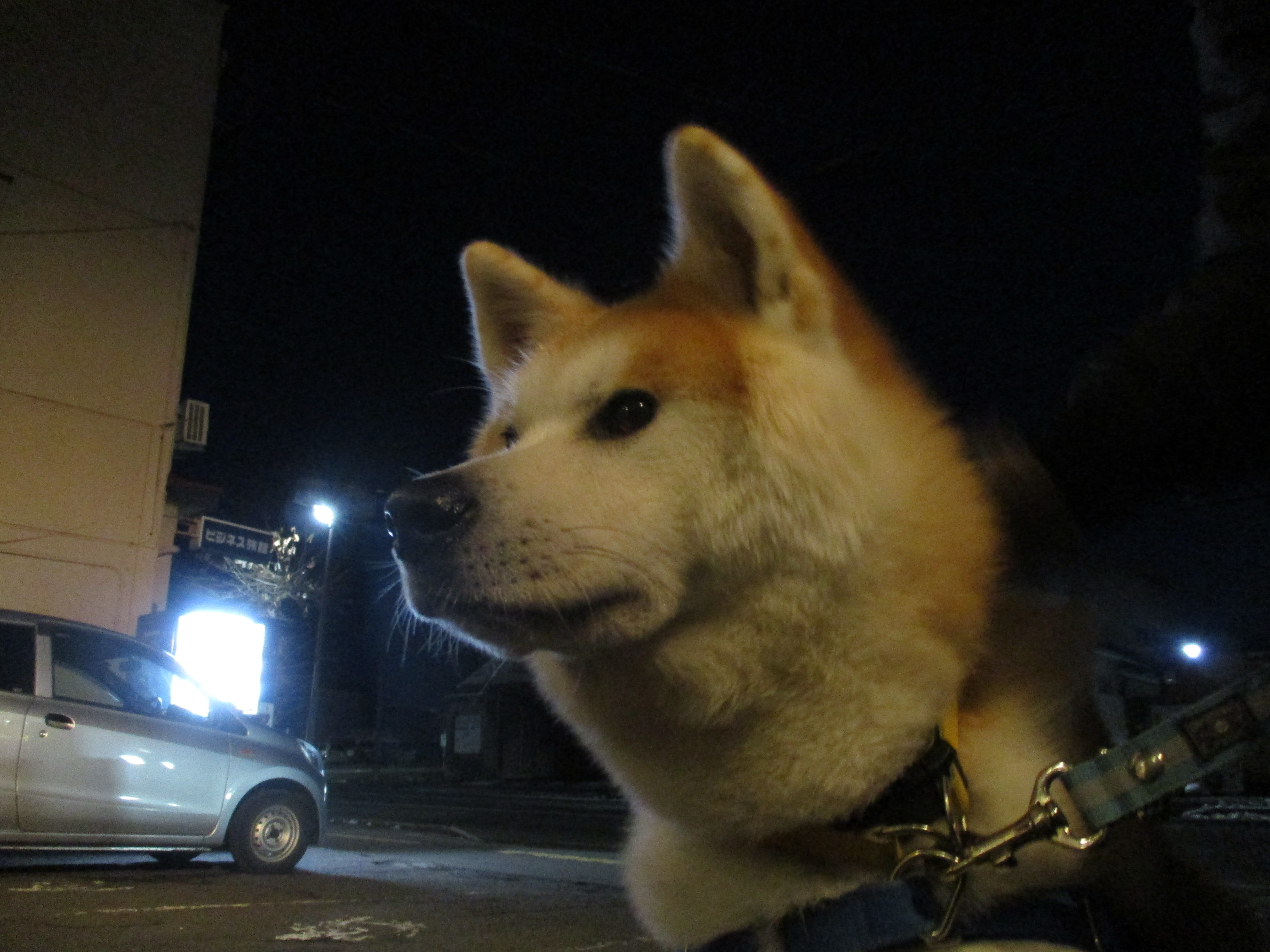 御成座 会いに来た秋田犬と死んだふりをする白うさぎ すれ違っても いつかまた会えるさ ふたりのイブは まだこれから T Co Zglacn6mpr Twitter