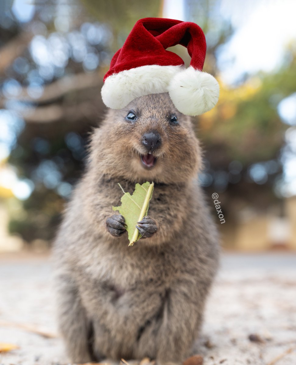 Daxon the Quokka on Twitter: &quot;MERRY CHRISTMAS ALL YOUR QUOKKA LOVERS!!  ❤🐻😘 we have a special video gift tomorrow for you 🎁 Be excited! Photo by  @daxon #quokka https://t.co/LLLzZQqxWw&quot; / Twitter