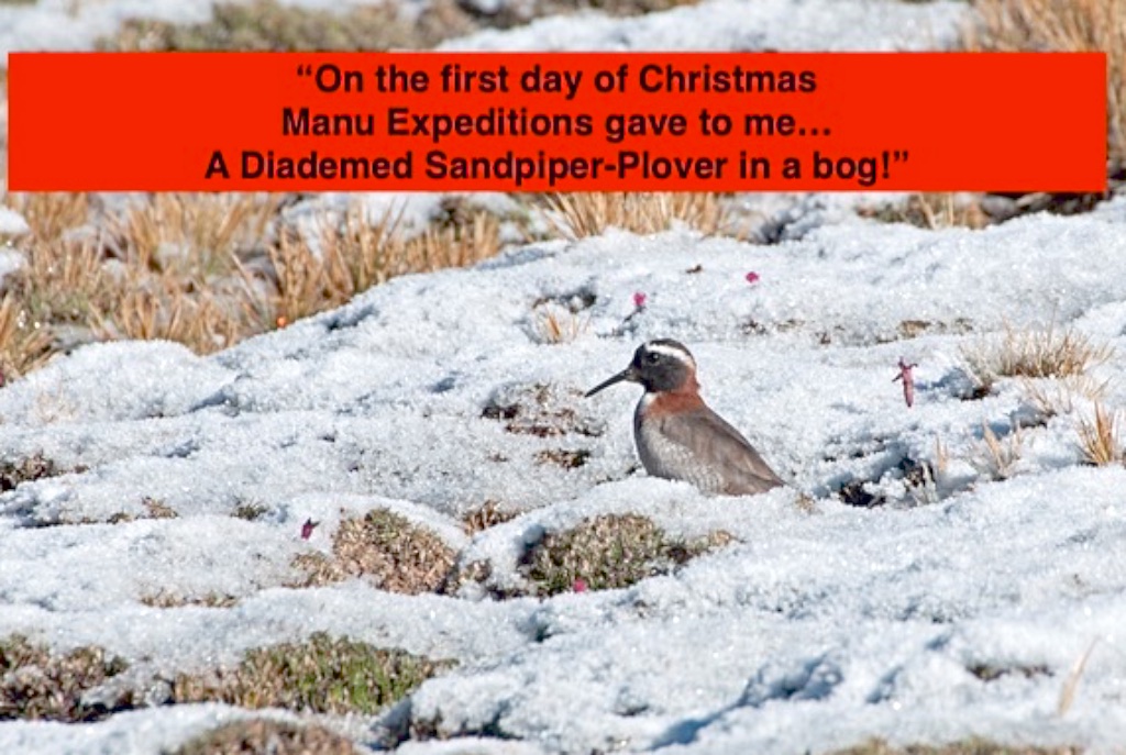 To all of our clients, colleagues and friends-Season's Greetings and best wishes for 2020 from all of us here at Manu Expeditions!